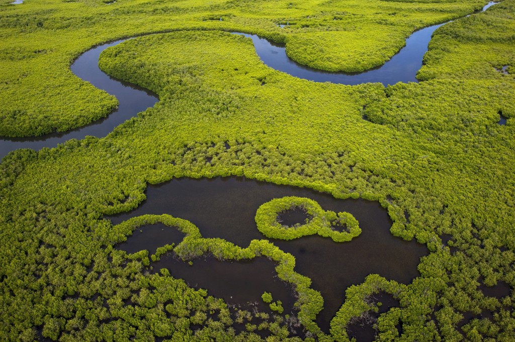 Livelihoods' mangrove restoration project in Siné Saloum and Casamance