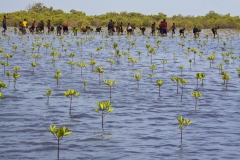 casamance,oceanium,livelihoods,mangrove,agroforestry,beekeeping,incubator,senegal,trees,saloum,ecosystem,honey,women,fund,carbon,danone,africa,agriculture