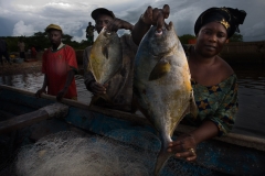 casamance,oceanium,livelihoods,mangrove,agroforestry,beekeeping,incubator,senegal,trees,saloum,ecosystem,honey,women,fund,carbon,danone,africa,agriculture