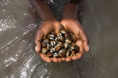 casamance,oceanium,livelihoods,mangrove,agroforestry,beekeeping,incubator,senegal,trees,saloum,ecosystem,honey,women,fund,carbon,danone,africa,agriculture