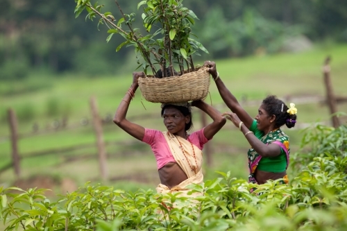 agroforestry,nutrition