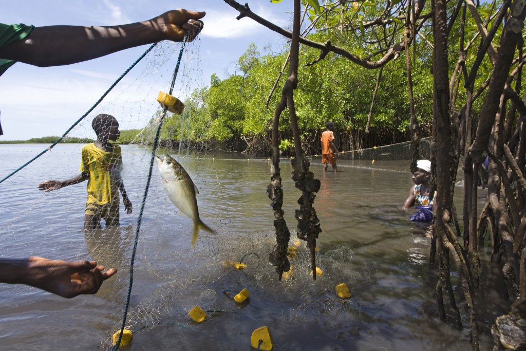 Pche au filet prs de la mangrove