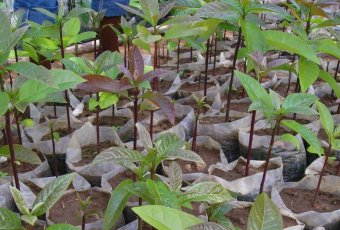 ARCOS nursery saplings