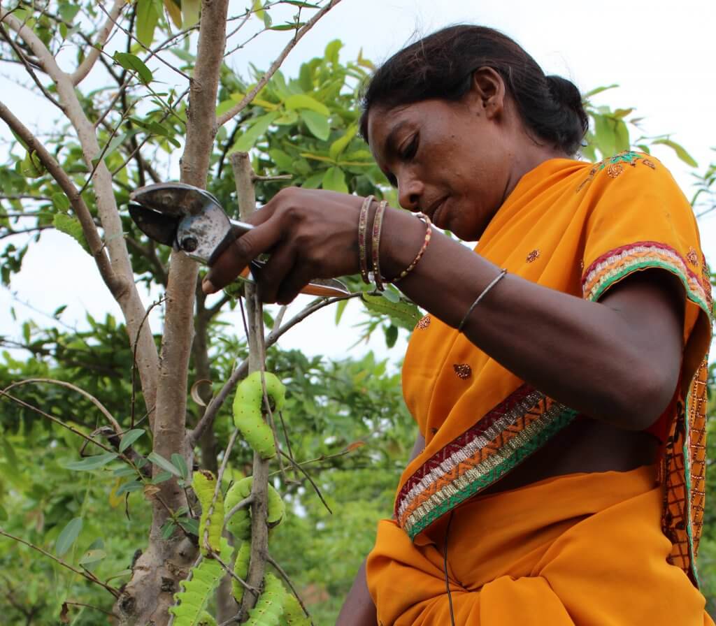 Photo agroforestry pradan