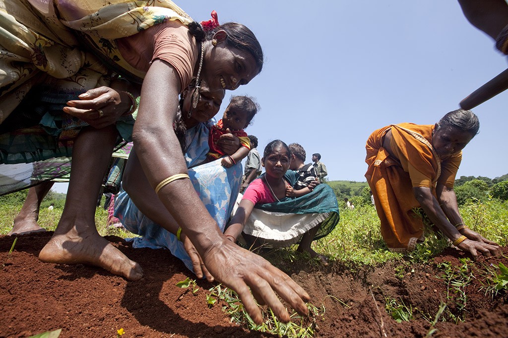 Projet Naandi-Danone de plantations d'arbres au village de Cheruvupakala