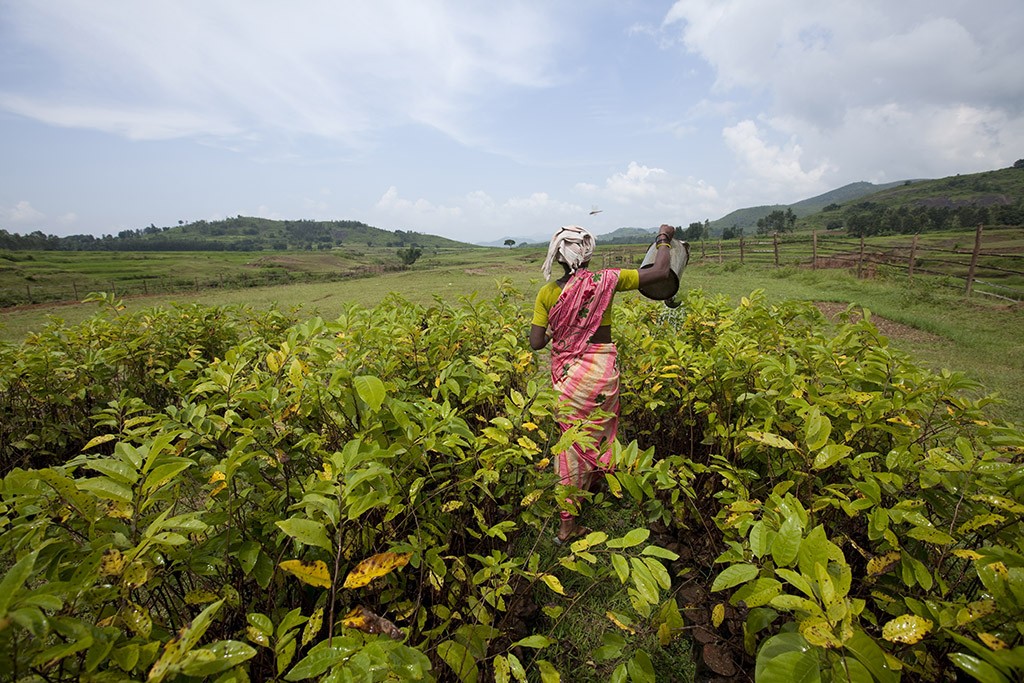 Financée par Danone et conçue avec l'aide de l'ONG indienne Naandi, la pépinière de Hukumpeta abrite des milliers de jeunes arbres fruitiers qui vont repeupler la vallée d'Araku.