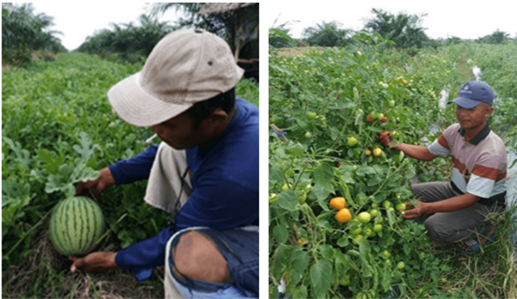 Watermelon & pepper for palm oil intercropping